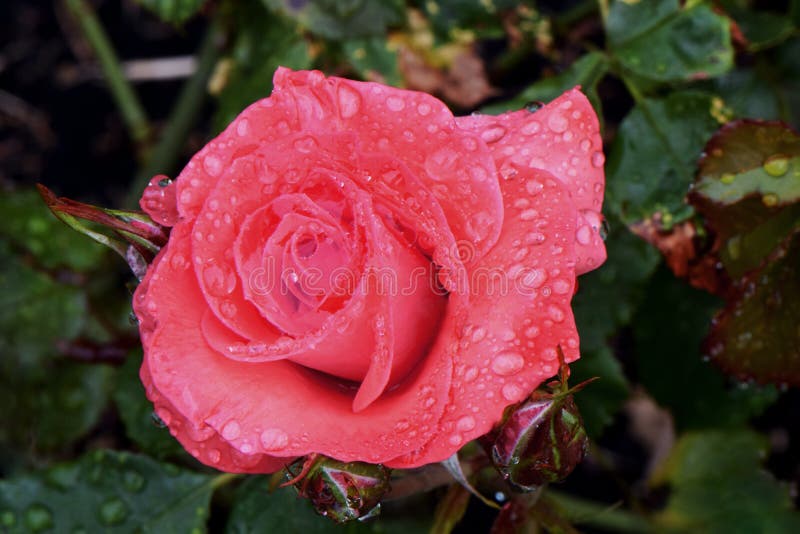 Water drops covered pink petaled Rose flower on a green leafy bush. Water drops covered pink petaled Rose flower on a green leafy bush