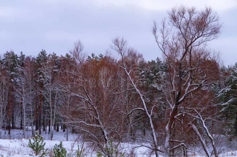 The first snow dropped in the forest. The first snow dropped in the forest