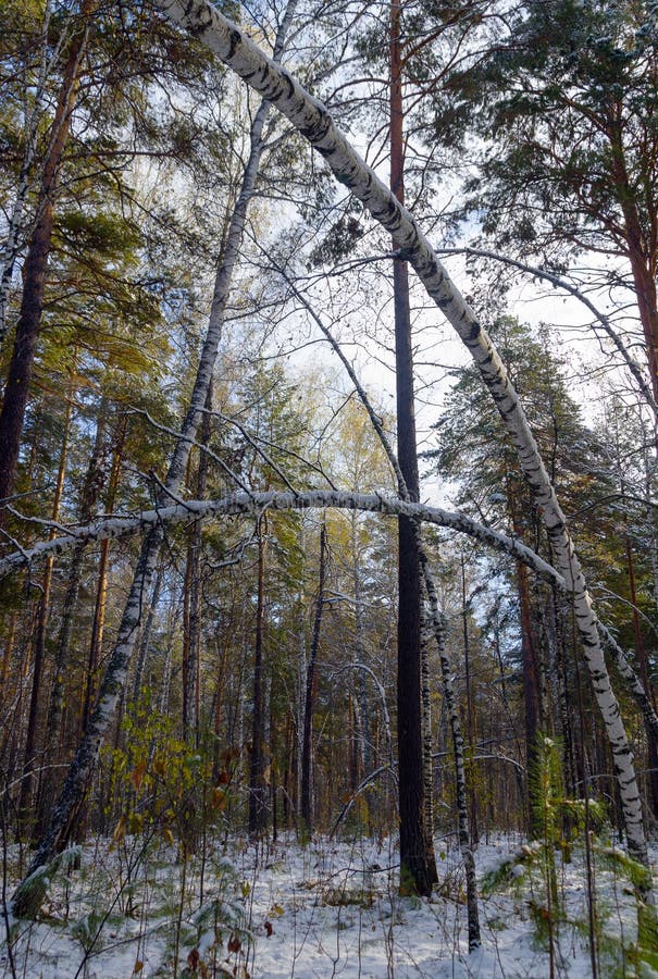 The first snow dropped in the forest. The first snow dropped in the forest