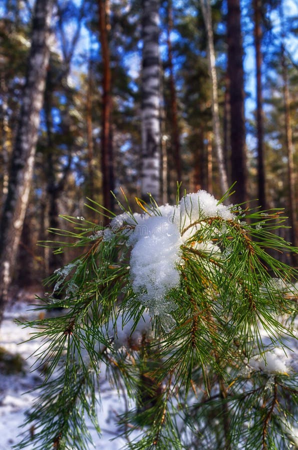 The first snow dropped in the forest. The first snow dropped in the forest