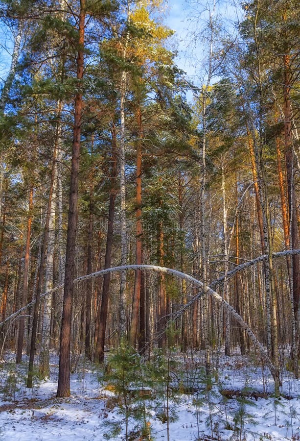 The first snow dropped in the forest. The first snow dropped in the forest