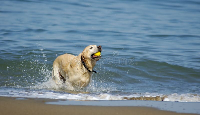 A dog is jumping out of San Francisco Bay on a nice fall morning with a yellow ball in its' mouth. A dog is jumping out of San Francisco Bay on a nice fall morning with a yellow ball in its' mouth.