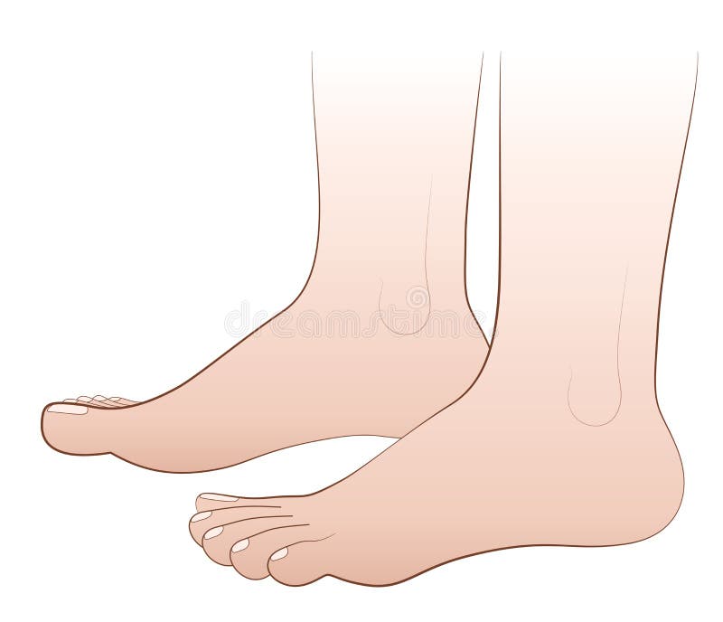 Barefoot - illustration of two human feet - isolated vector on white background. Barefoot - illustration of two human feet - isolated vector on white background.