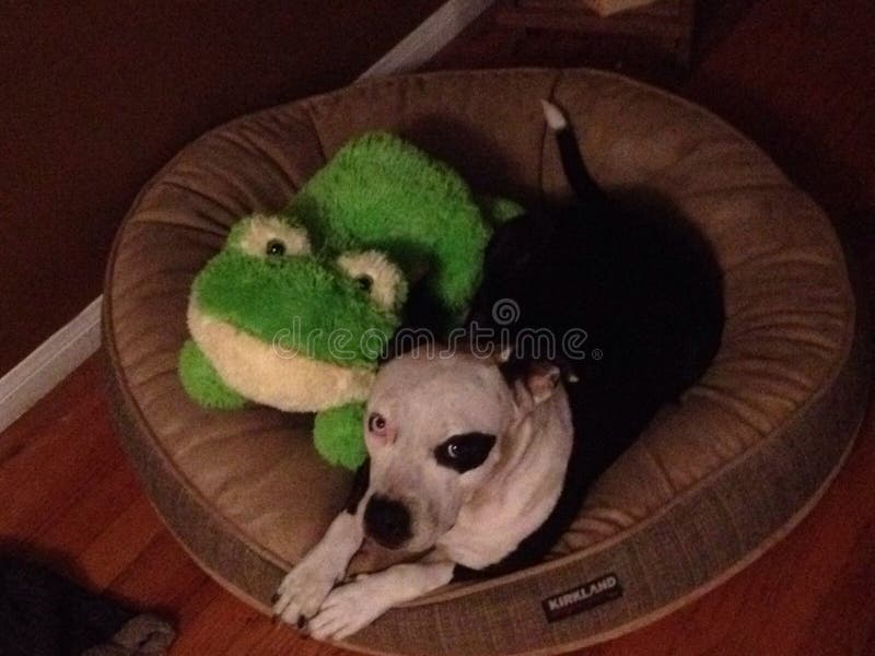 Pies i żaba dzielimy doggy łóżko