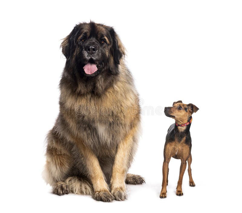 Pies Leonberger siedzący z miniaturowym psem pinscher patrzącym samotnie na biel fotografia stock