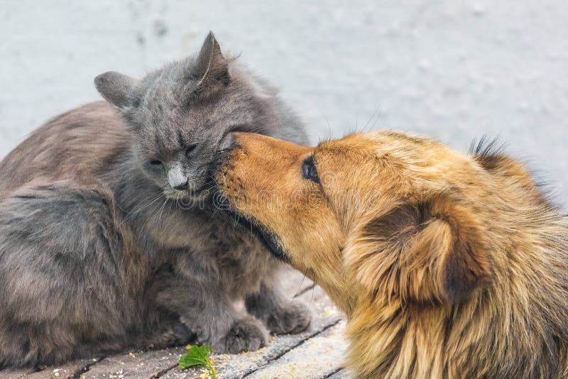 A dog licks a cat`s muzzle. Friendly dog and cat relationship. A dog licks a cat`s muzzle. Friendly dog and cat relationship