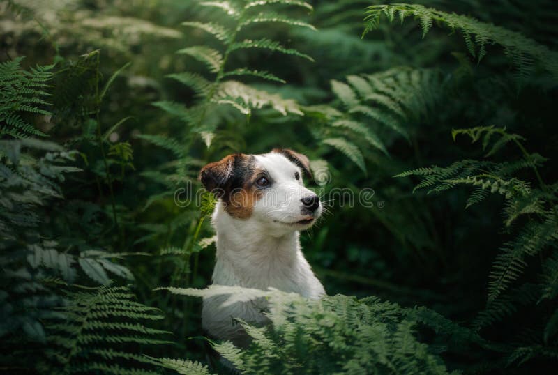 Pies w drewnach Jack Russell Terrier w paproci mały zwierzę domowe w naturze obraz stock Pies w drewnach Jack Russell Terrier w paproci mały zwierzę domowe w naturze obraz stock