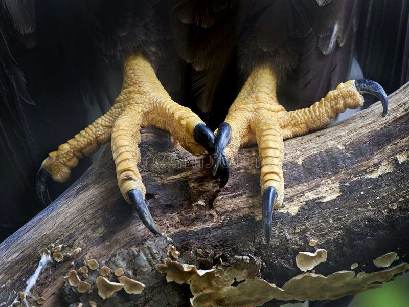 Pies Y Og De Las Garras El águila Blancoatada Foto de archivo Imagen