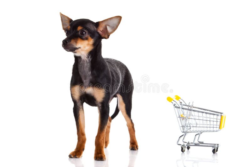 Pies z zakupy trolly odizolowywającym na białym tle fotografia stock Pies z zakupy trolly odizolowywającym na białym tle fotografia stock