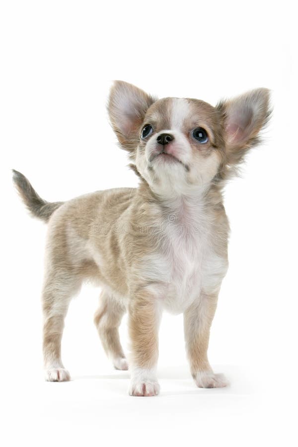piesku chihuahua zdjęcie royalty free piesku chihuahua zdjęcie royalty free