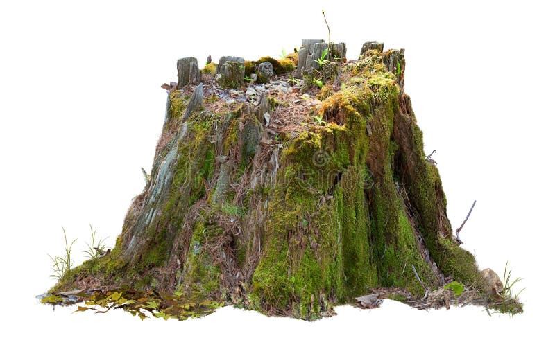Pietra dell'albero di taglio Mossy trunk