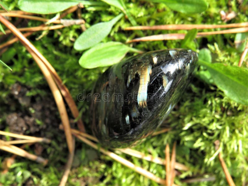 Black and labradorescence nuummite crystal stone with golden and blue shimmer on a green moss close up. Black and labradorescence nuummite crystal stone with golden and blue shimmer on a green moss close up