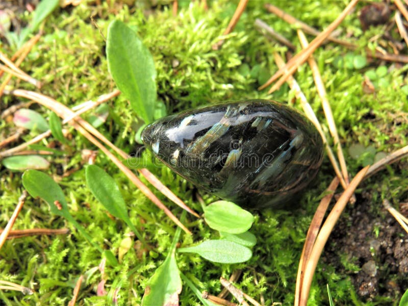 Black and labradorescence nuummite crystal stone with golden and blue shimmer on a green moss close up. Black and labradorescence nuummite crystal stone with golden and blue shimmer on a green moss close up