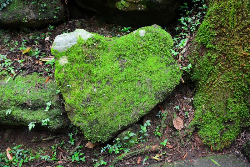 Pietra sotto forma del cuore coperto di muschio e di lichene verdi in foresta tropicale, concetto di conservazione dell'ambiente