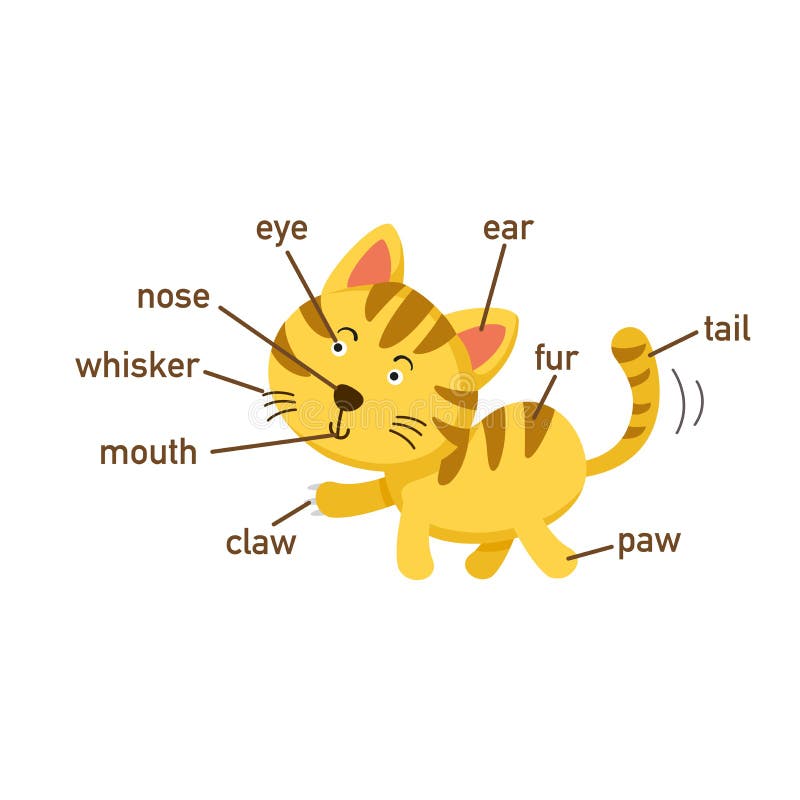 Pieza Del Vocabulario Del Gato Del Cuerpo Vector Ilustración Del Vector