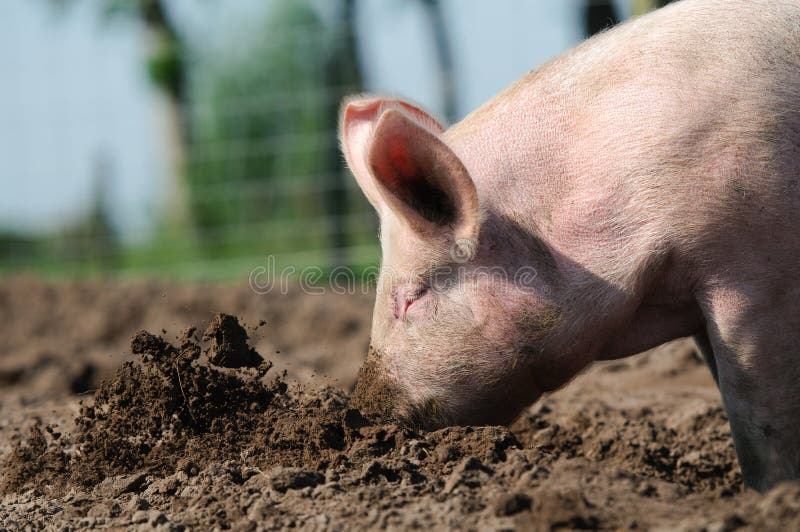 Close up of a happy biological farm pig rooting in the soil, throwing the mud around, in a muddy meadow.