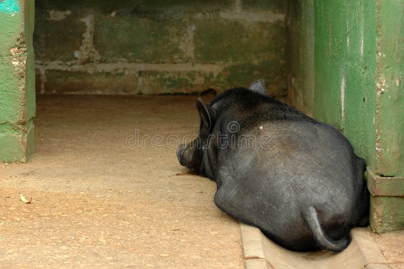 A sad black Vietnamese Potbelly pig lying down on the stone floor in a stable resting and waiting for the butcher