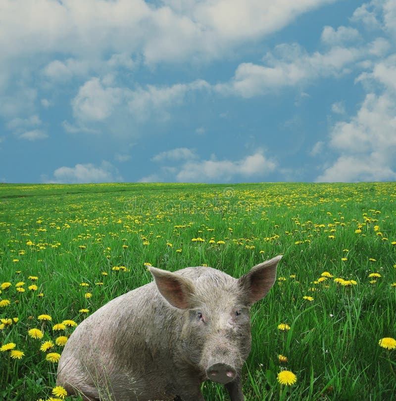 pig royaltyfri fotografi pig royaltyfri fotografi
