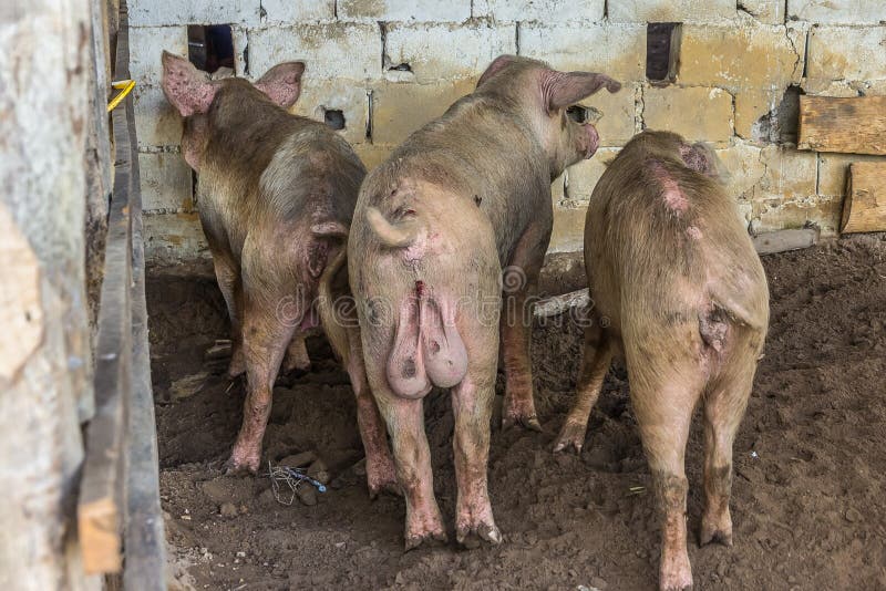 Three little pigs standing backwards wagging their tail
