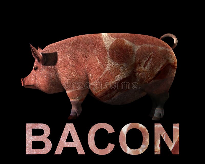 Pig and Bacon stock photo. Image of sliced, wildlife, livestock 2693242