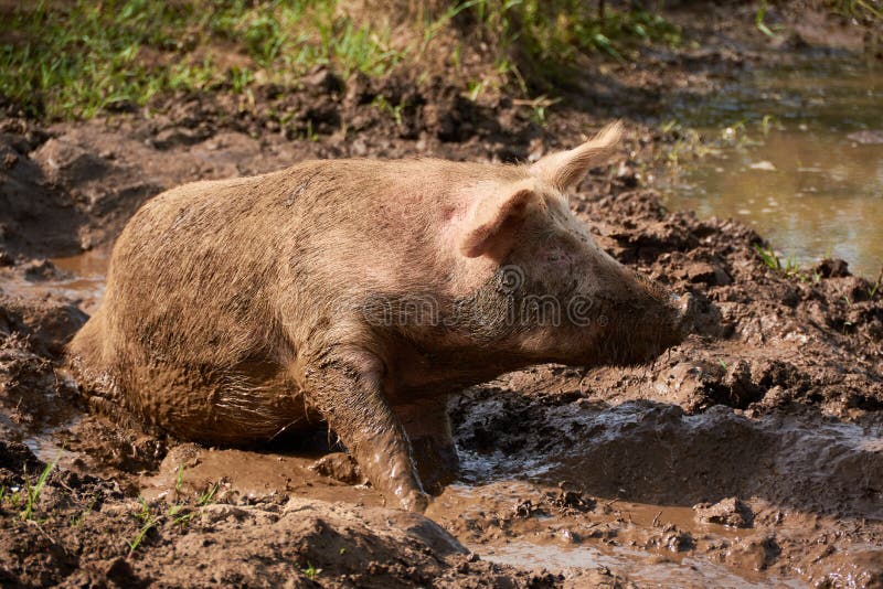 Pig bathing in the mud stock image. Image of nature 223058141