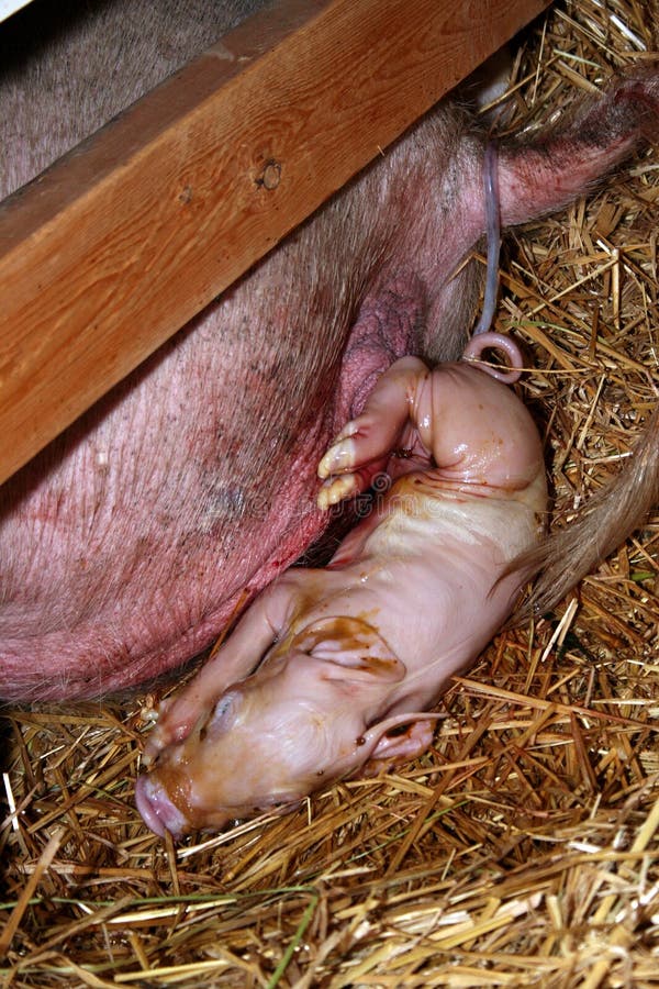 Pig Birthing