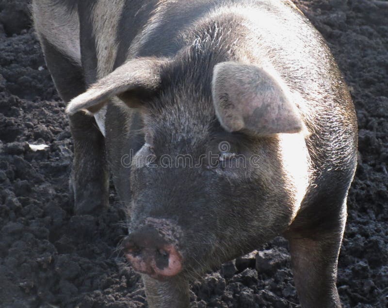 Pig Ears Floppy Stock Photos Free & RoyaltyFree Stock Photos from