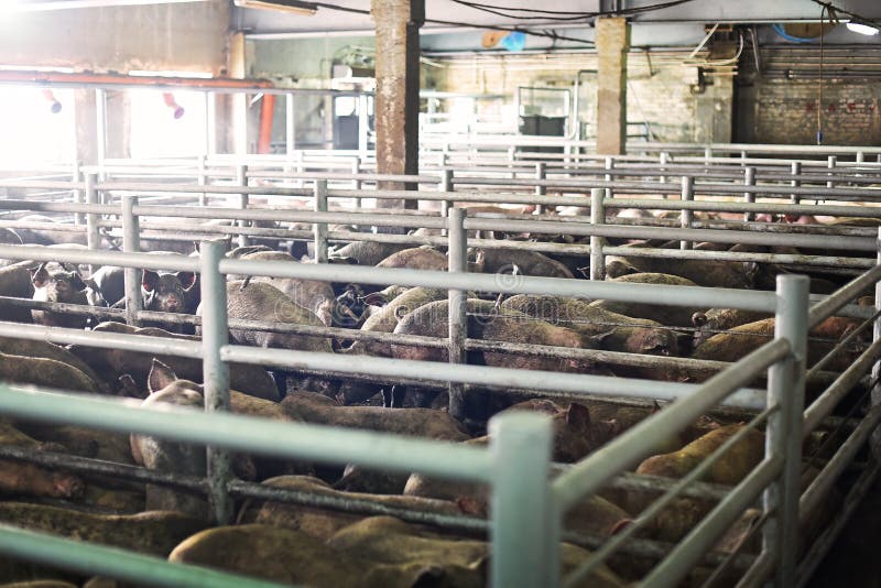 Pig Farm. Close-up of a Pig on a Farm. Dirty Pigs in the Dirty Soil of ...