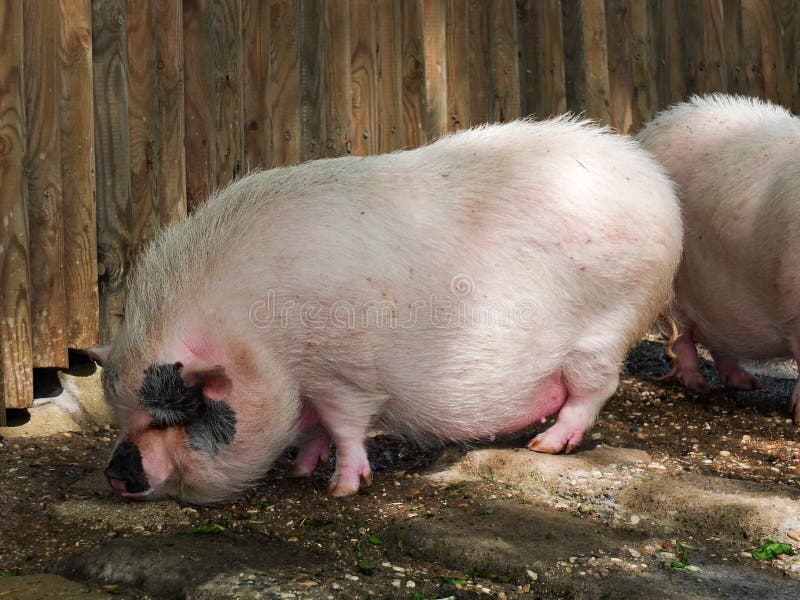 456 Pig Standing Up Stock Photos Free & RoyaltyFree Stock Photos