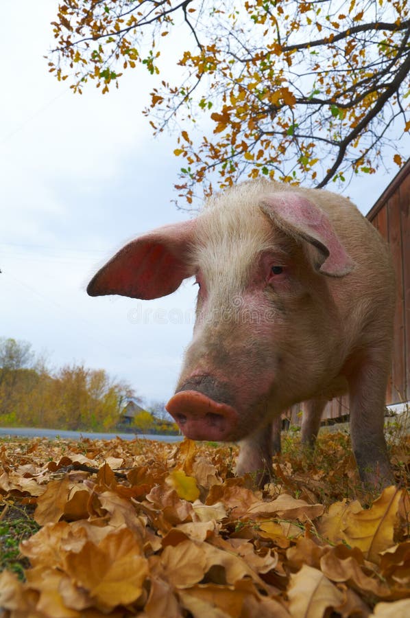 Pig feeding