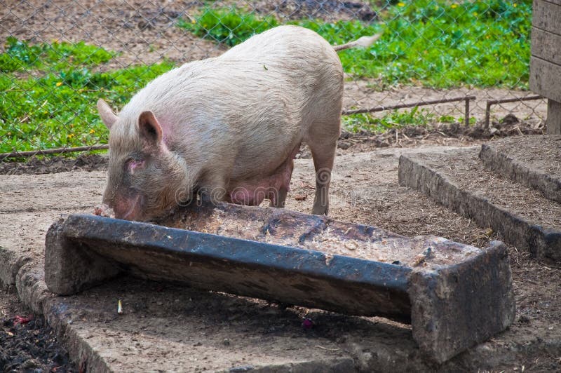 pig-feeding-trough-14116117.jpg