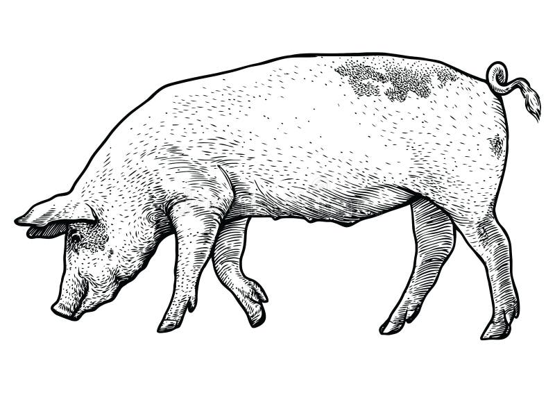 Pig illustration, drawing, engraving, line art, realistic, vector vector illustration