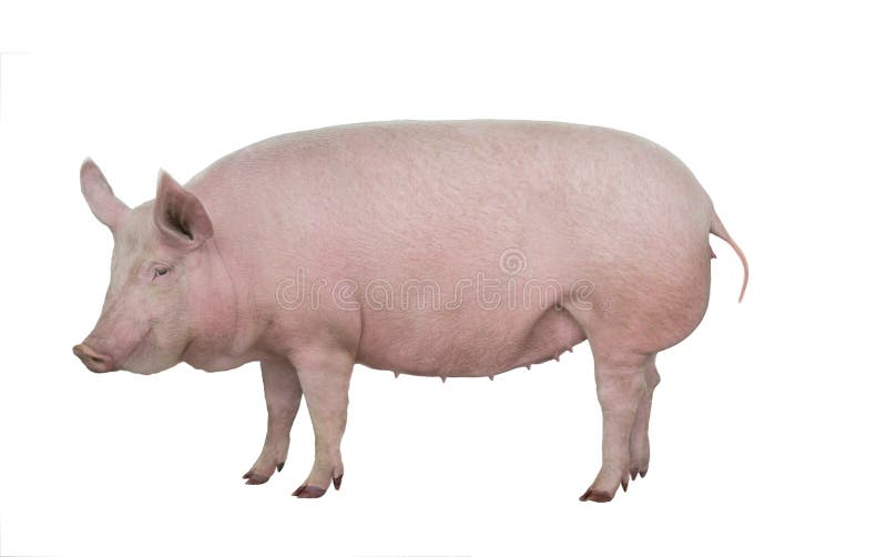 Pig isolated on img