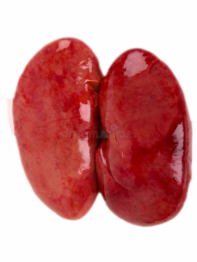 Pig kidney stock image. Image of meal, vitals, body, healthcare 14519157