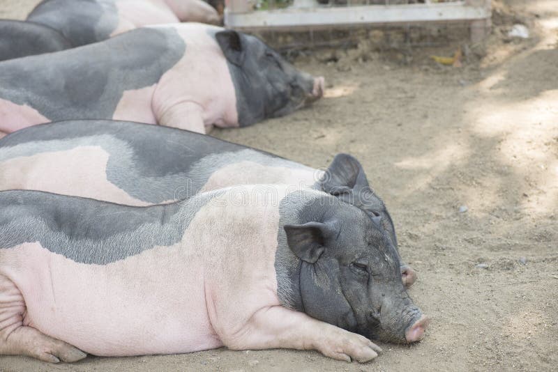 Pig in livestock farm.