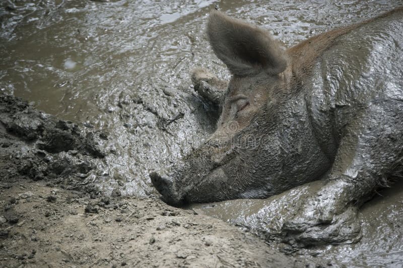 Pig in the mud stock image. Image of mucked, dirt, sleeping 8126401