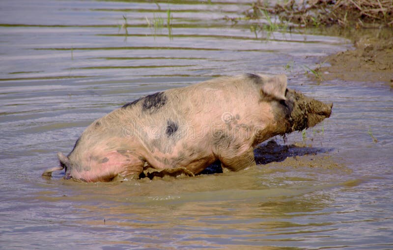 https://thumbs.dreamstime.com/b/pig-mud-pond-mottled-curling-tail-wading-pool-48971843.jpg