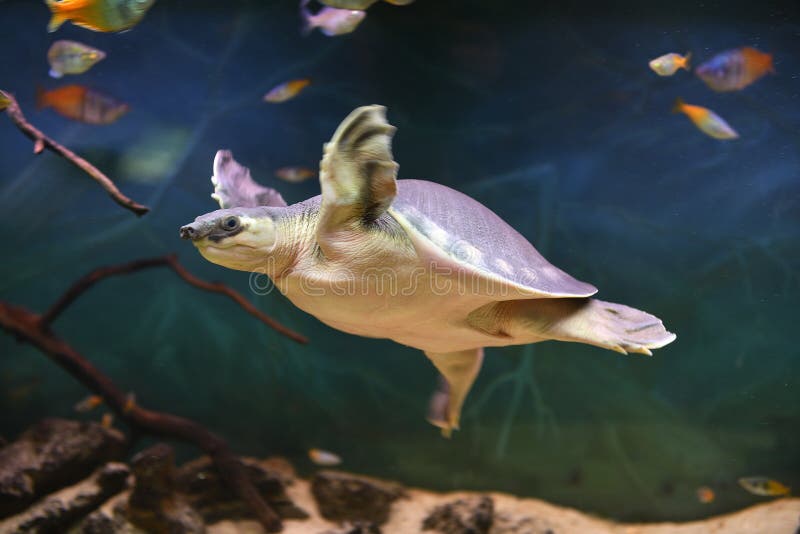 albino fly river turtle