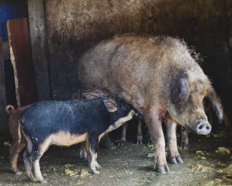 A Pig and a Piglet on a Farm in a Cage Stock Photo Image of brushes
