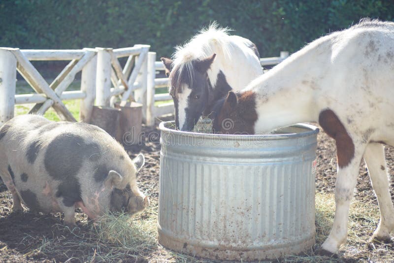 Pig and ponies at the farm stock photos