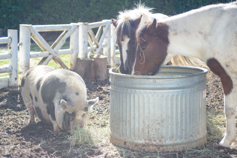 Pig and ponies at the farm royalty free stock photos