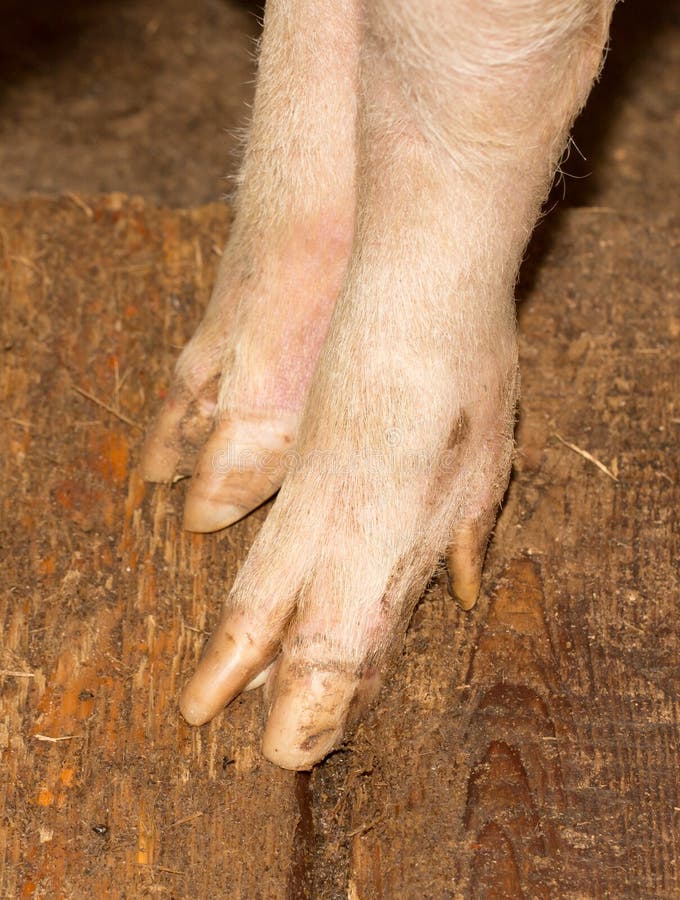 Pig`s feet stock image. Image of color, chinese, pork - 109147167