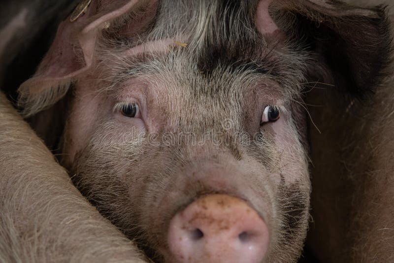 10,395 Pig Head Photos Free & RoyaltyFree Stock Photos from Dreamstime