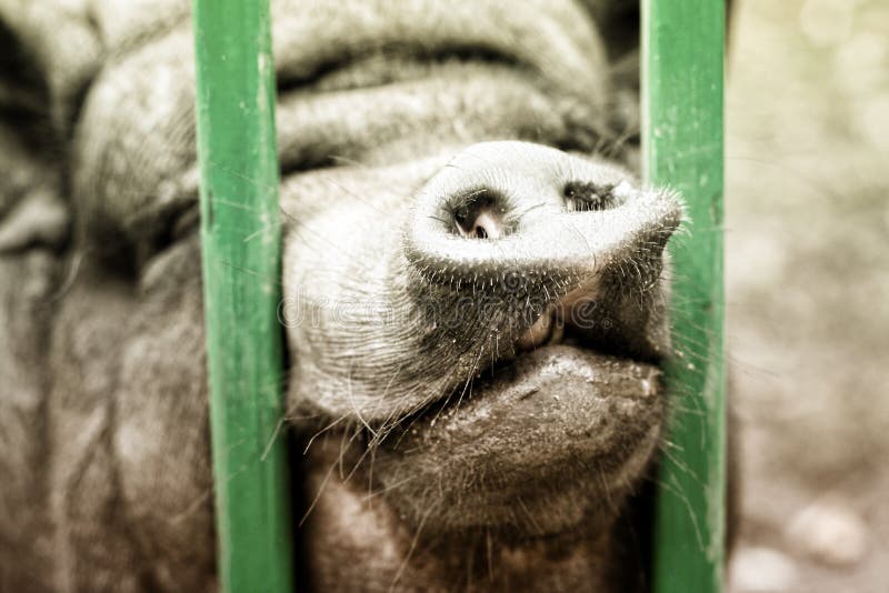 A pigs nose stock photo. Image of pigs, pink, nose, snif 44613248