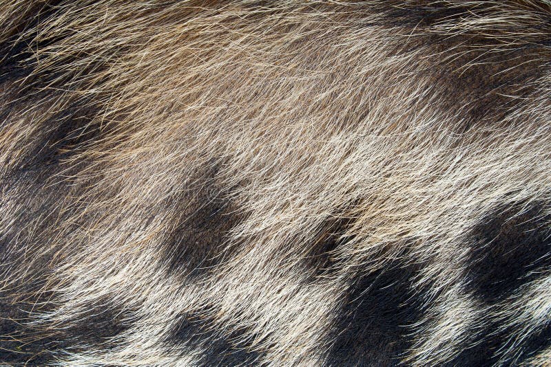65,015 Animal Skin Texture Stock Photos - Free & Royalty-Free Stock Photos from Dreamstime 65,015 Animal Skin Texture Stock Photos - Free & Royalty-Free Stock Photos from Dreamstime
