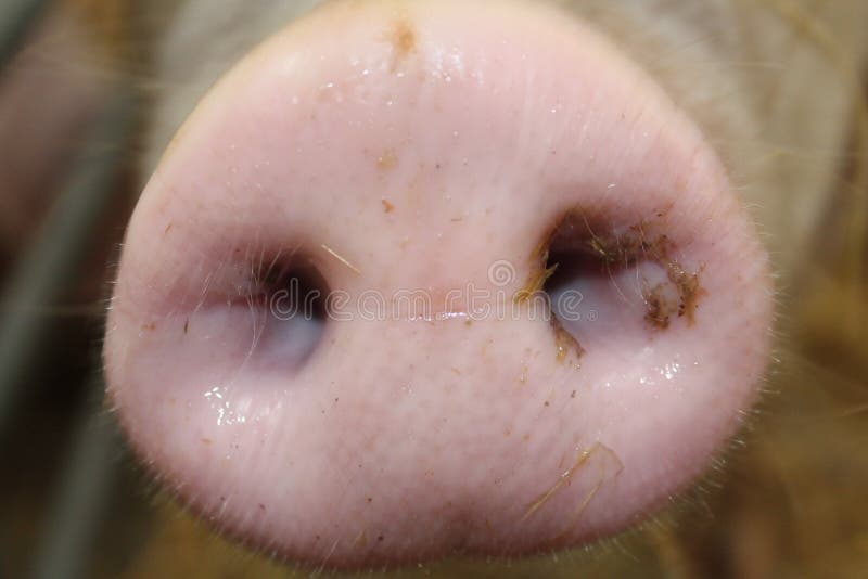 Pig snout stock image. Image of oink, nostril, smell 42603543