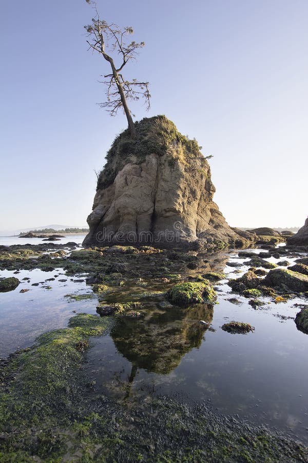 Pig and Sows Rock in Garibaldi Oregon at Low Tide Stock Photo Image