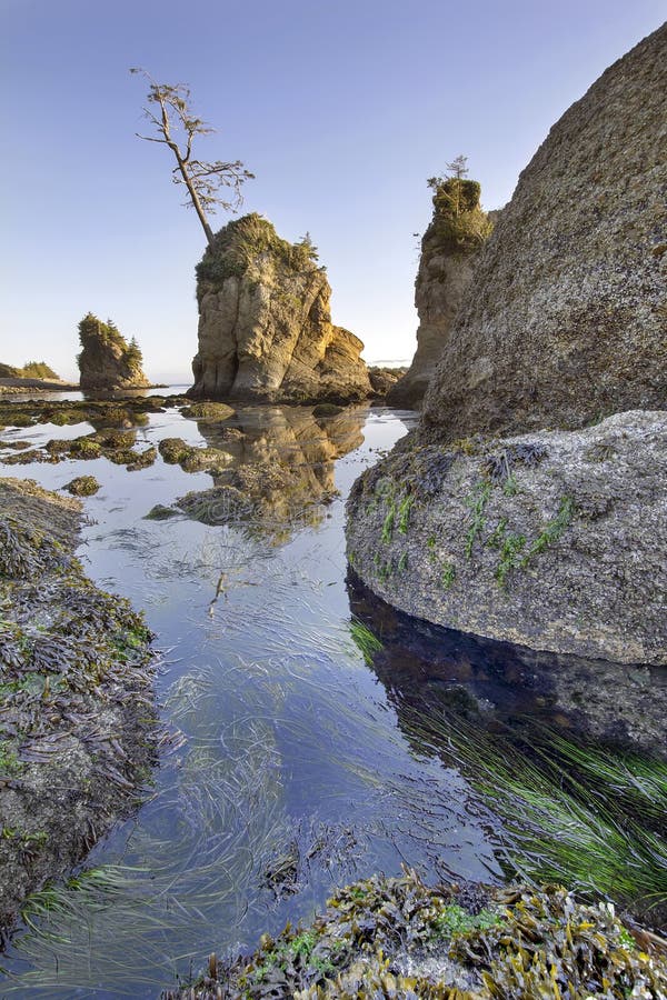 Pig and Sows Rock in Garibaldi Oregon at Low Tide Stock Image Image