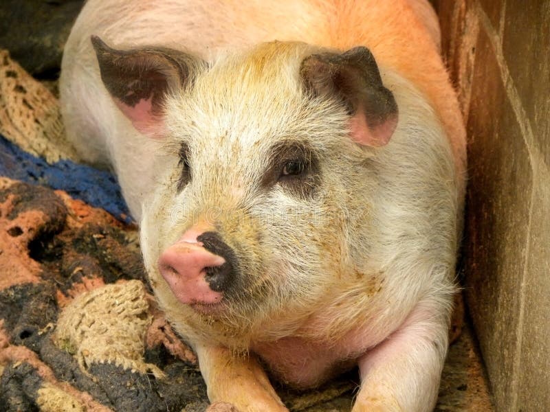Pig warmer stock image. Image of african, pigsty, stye 78379343