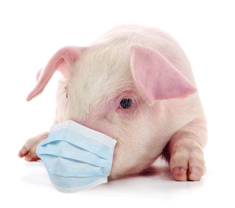 pig-wearing-medical-face-mask-protect-herself-infection-181285248.jpg